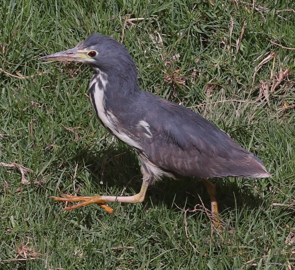 蓝苇鳽(Botaurus sturmii)