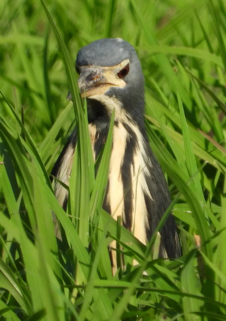蓝苇鳽(Botaurus sturmii)