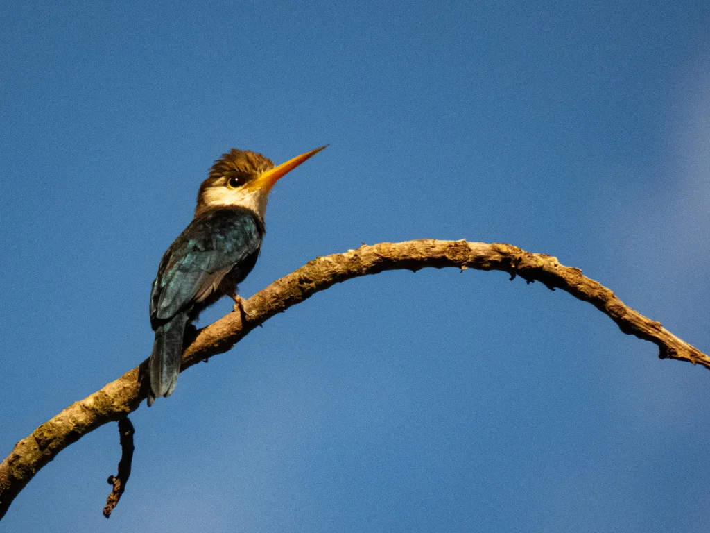 白喉鹟䴕(Brachygalba albogularis)