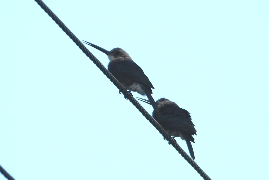 苍头鹟䴕(Brachygalba goeringi)
