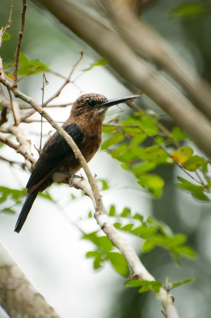 褐鹟䴕(Brachygalba lugubris)