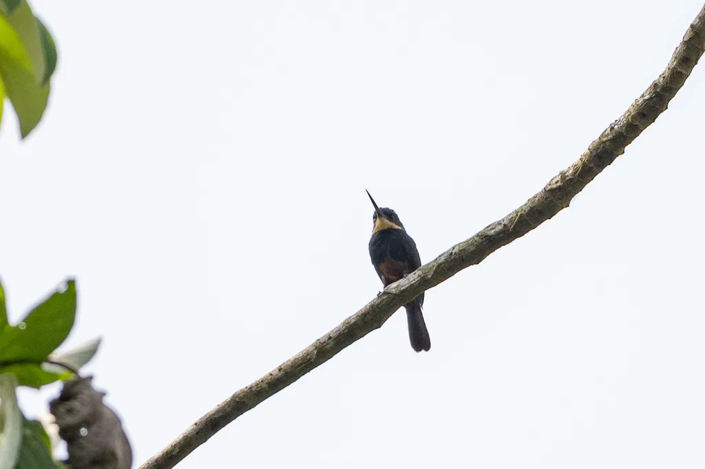 乌背鹟䴕(Brachygalba salmoni)
