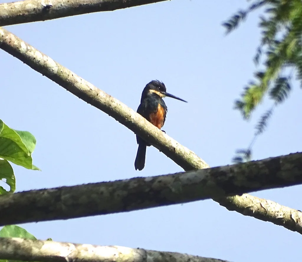 乌背鹟䴕(Brachygalba salmoni)