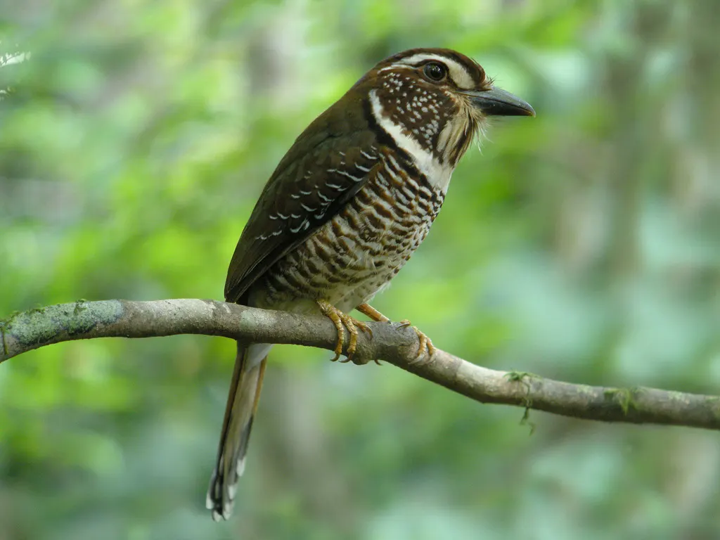 短腿地三宝鸟(Brachypteracias leptosomus)