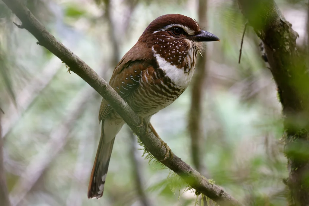 短腿地三宝鸟(Brachypteracias leptosomus)