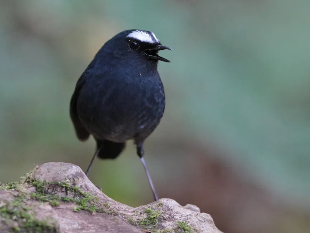 喜山短翅鸫(Brachypteryx cruralis)