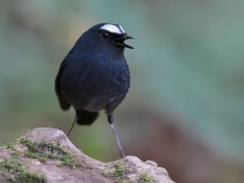 喜山短翅鸫