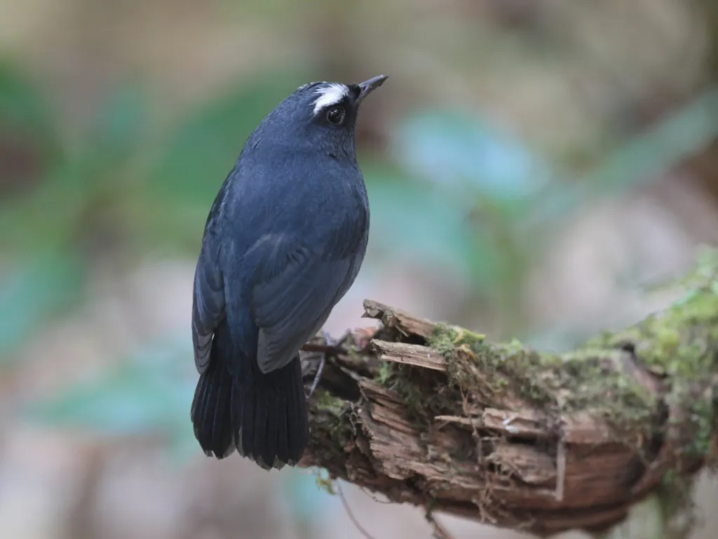 喜山短翅鸫(Brachypteryx cruralis)