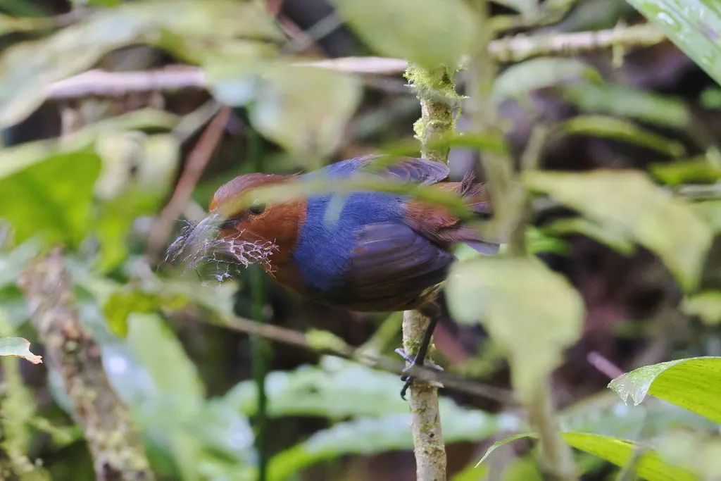 婆罗洲短翅鸫（Brachypteryx erythrogyna）