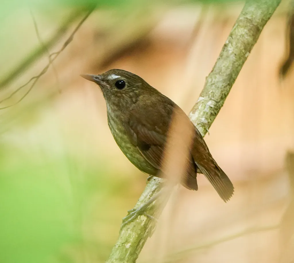 白喉短翅鸫(Brachypteryx leucophris)