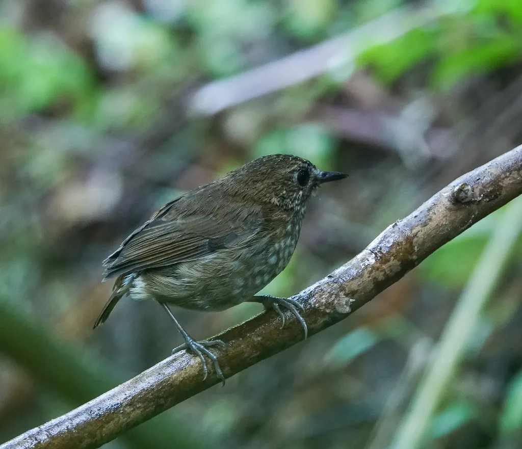 白喉短翅鸫(Brachypteryx leucophris)