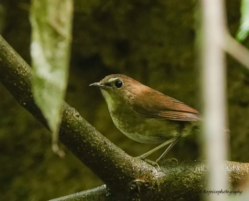 白喉短翅鸫(Brachypteryx leucophris)