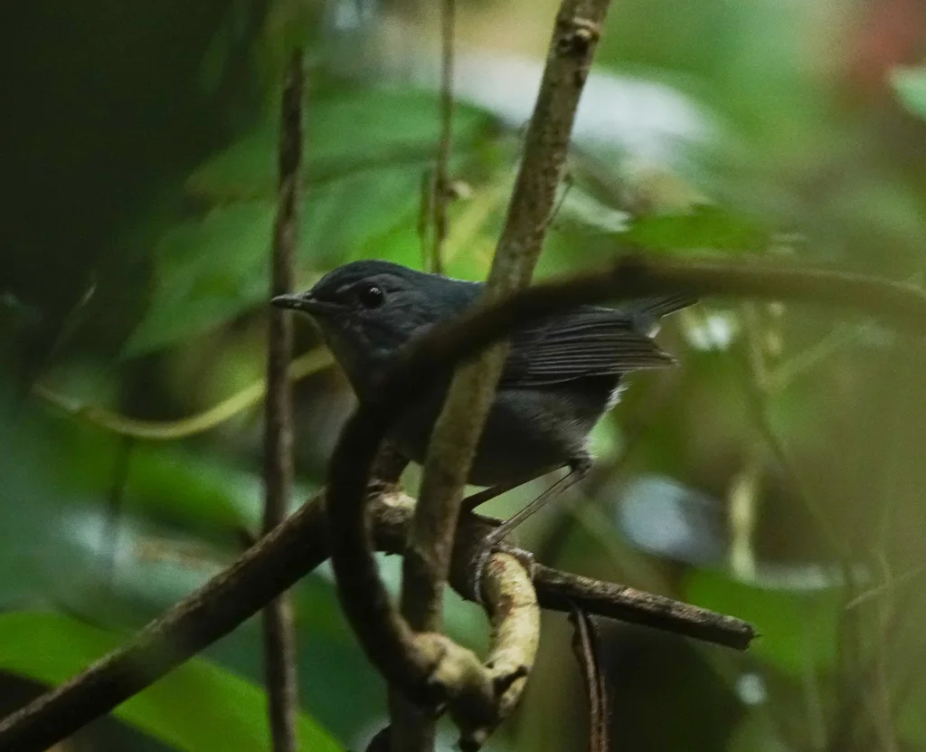 白喉短翅鸫(Brachypteryx leucophris)