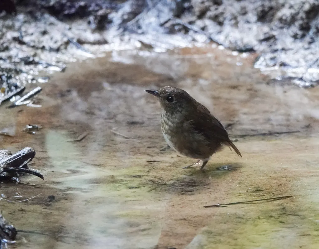 白喉短翅鸫(Brachypteryx leucophris)