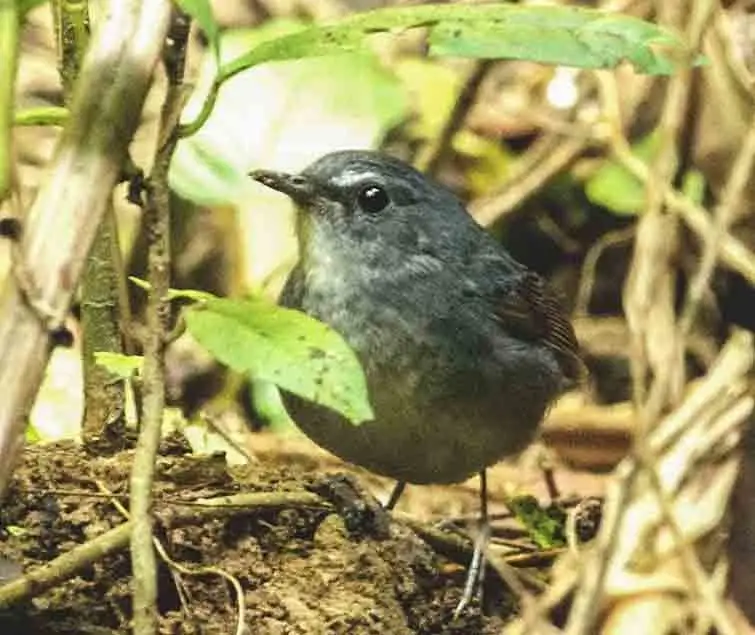 白喉短翅鸫(Brachypteryx leucophris)