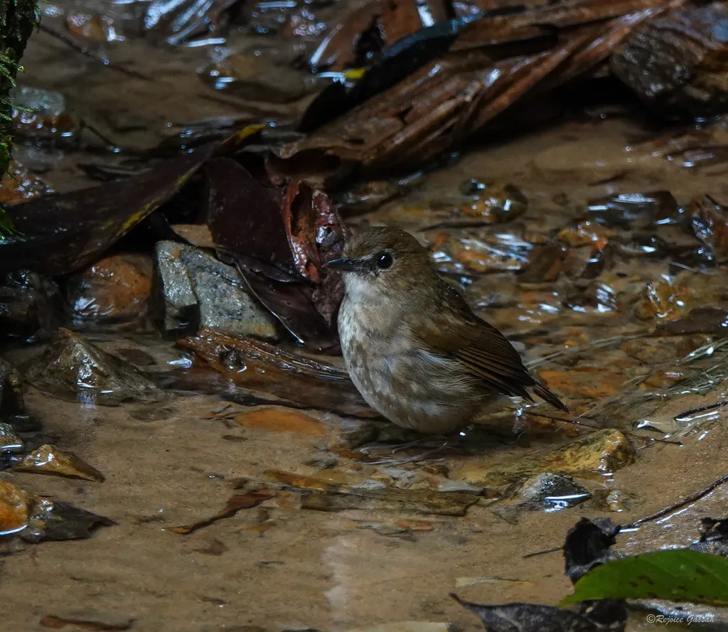 白喉短翅鸫(Brachypteryx leucophris)
