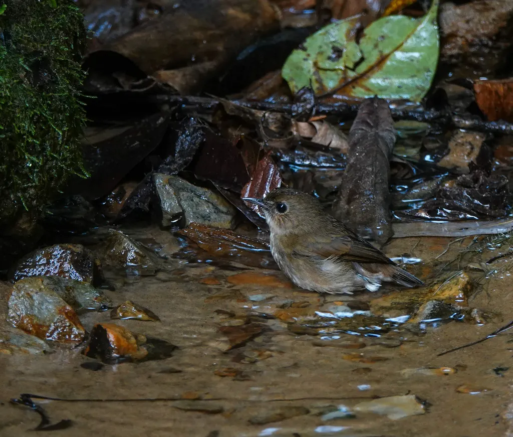 白喉短翅鸫(Brachypteryx leucophris)