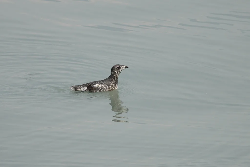 小嘴斑海雀(Brachyramphus brevirostris)