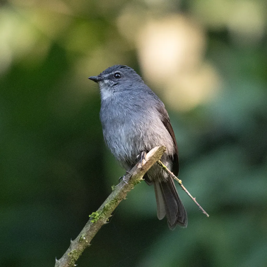 暗蓝鹟(Bradornis comitatus)