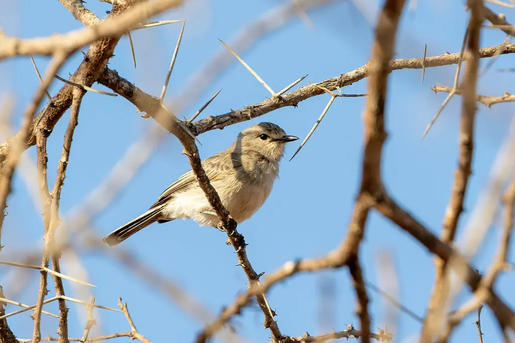 非洲灰鹟(Bradornis microrhynchus)