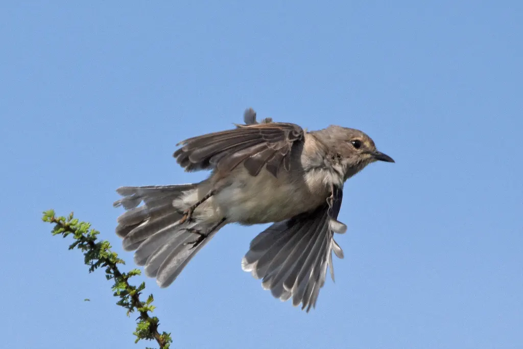 非洲灰鹟(Bradornis microrhynchus)