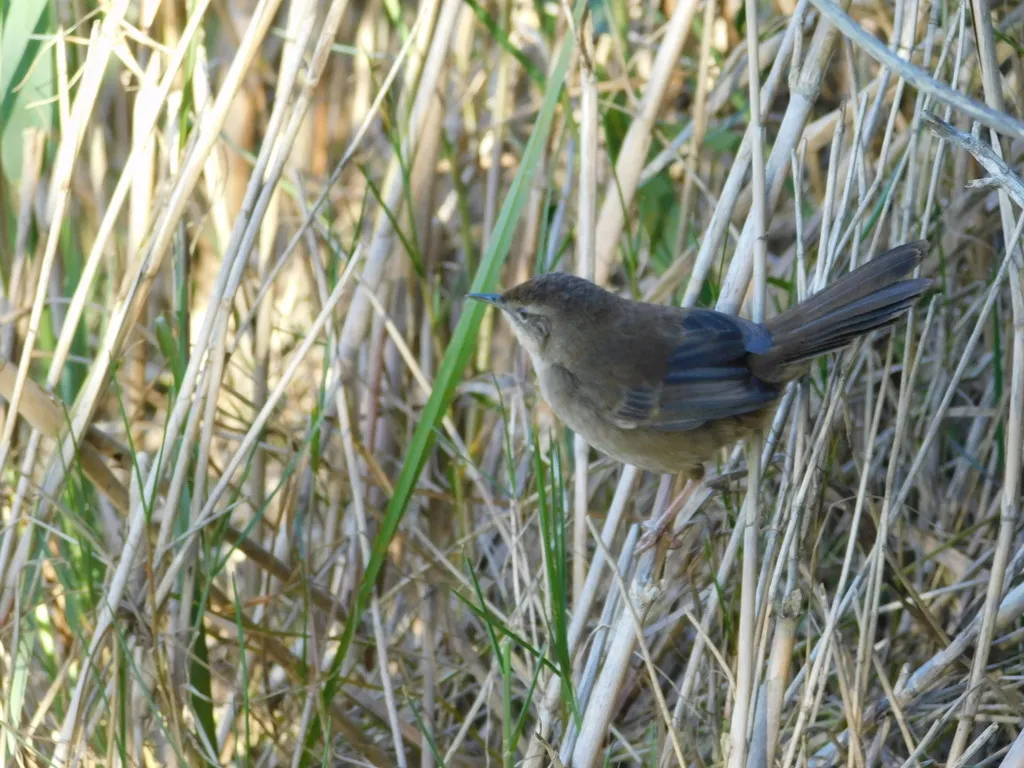 蒲草短翅莺(Bradypterus baboecala)