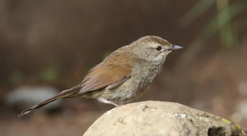 薮短翅莺(Bradypterus barratti)