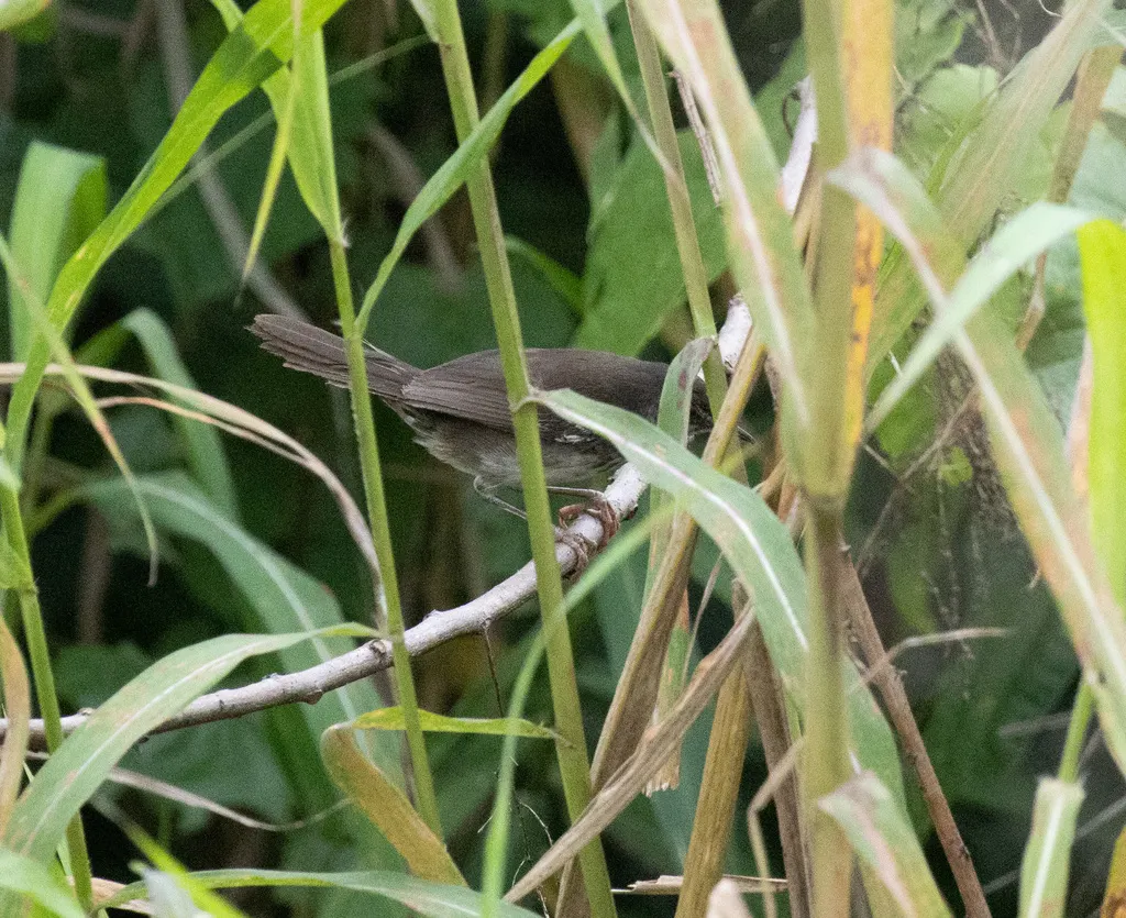 白翅短翅莺(Bradypterus carpalis)