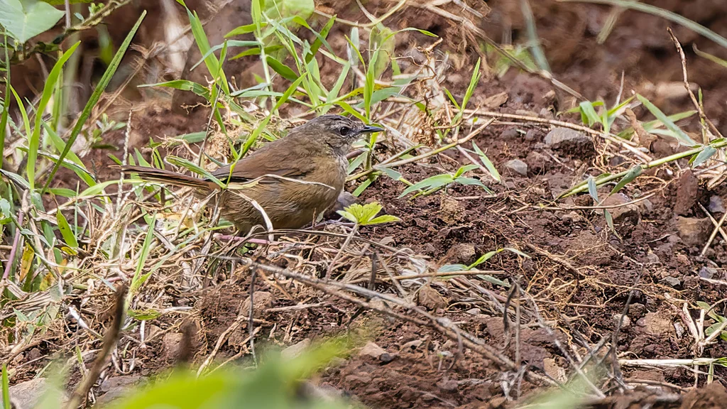 桂红短翅莺(Bradypterus cinnamomeus)