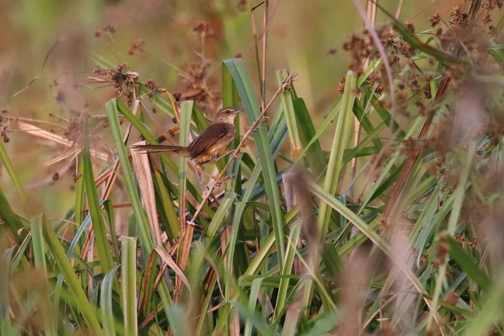 沼泽短翅莺(Bradypterus grandis)