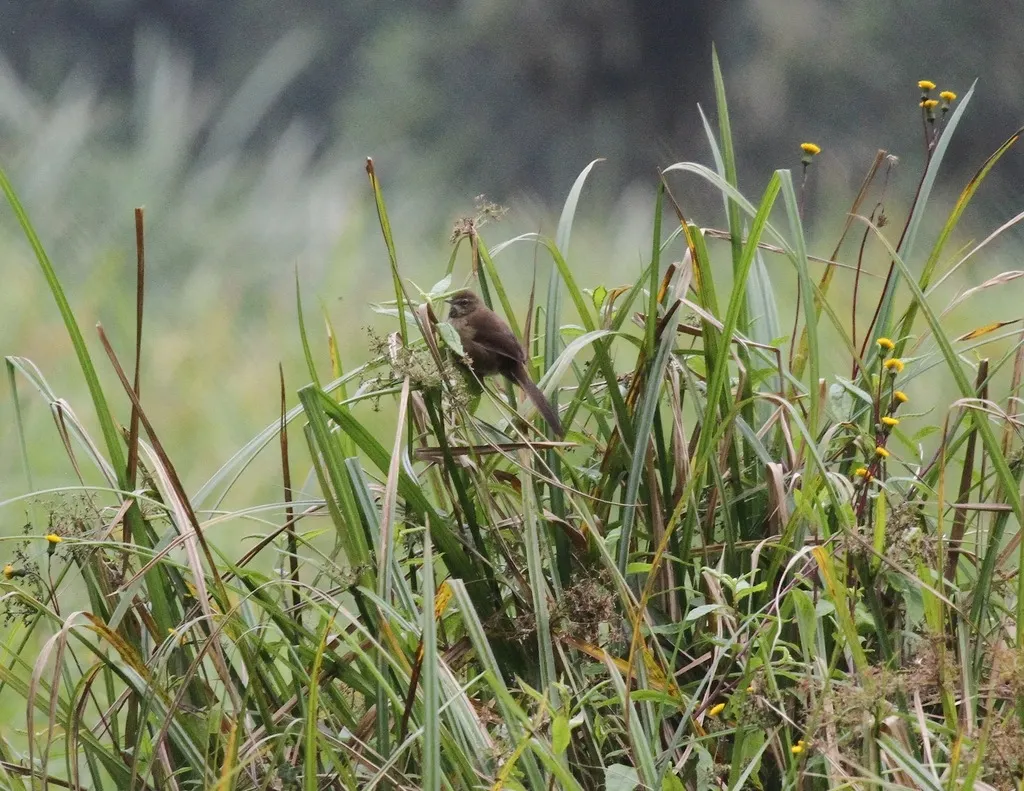 谷氏短翅莺(Bradypterus graueri)