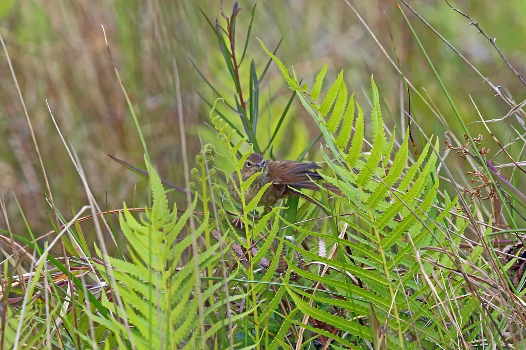灰短翅莺（Bradypterus seebohmi）