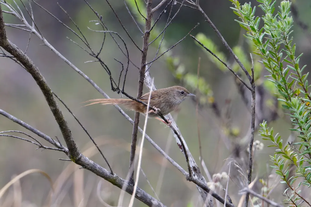 灰短翅莺（Bradypterus seebohmi）