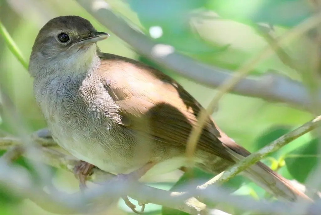灌丛短翅莺(Bradypterus sylvaticus)