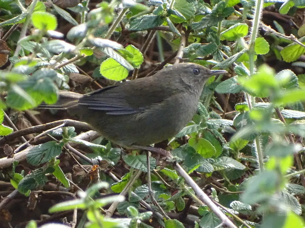 灌丛短翅莺(Bradypterus sylvaticus)