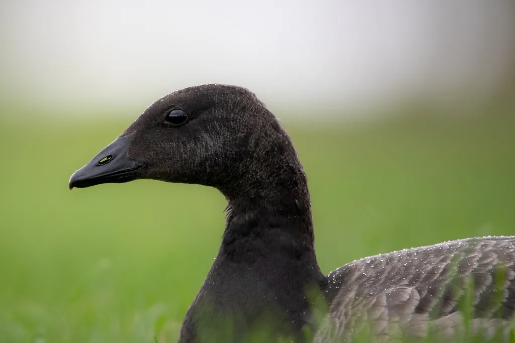 黑雁(Branta bernicla)