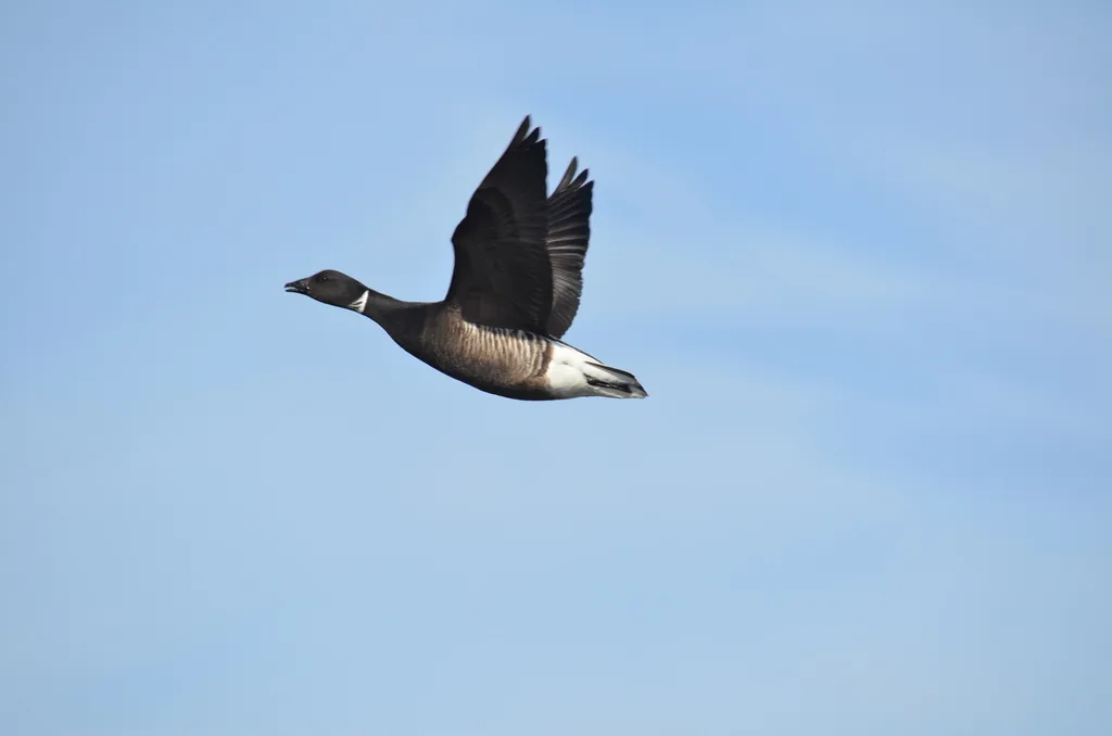 黑雁(Branta bernicla)