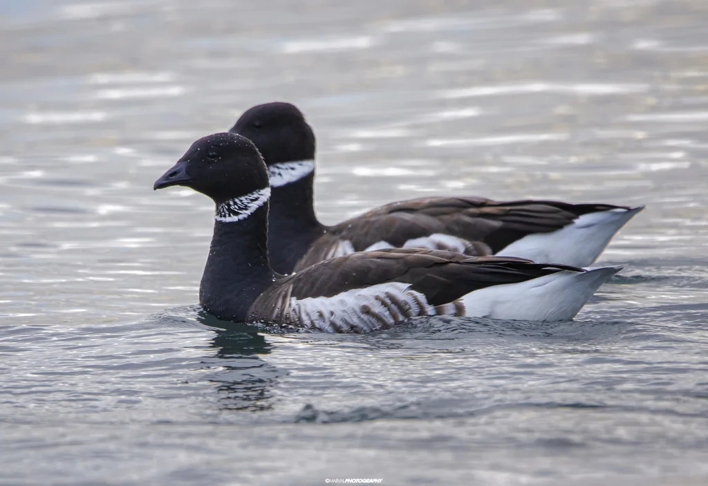 黑雁(Branta bernicla)