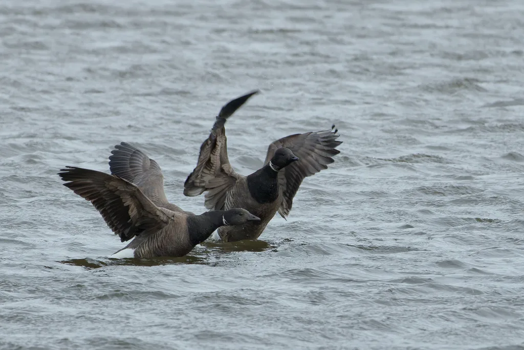黑雁(Branta bernicla)