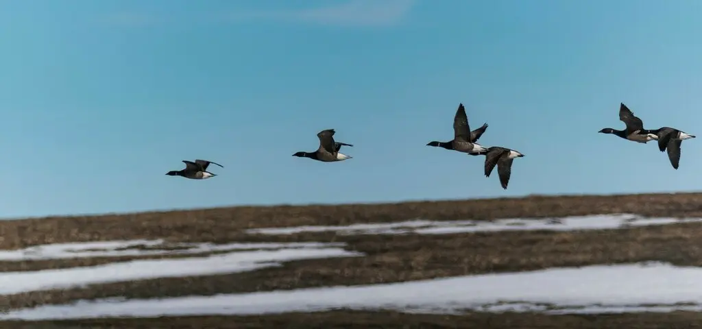 黑雁(Branta bernicla)