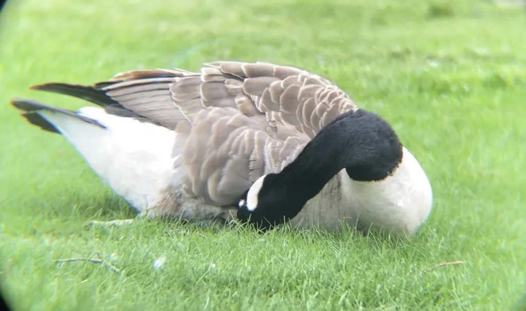 加拿大黑雁(Branta canadensis)