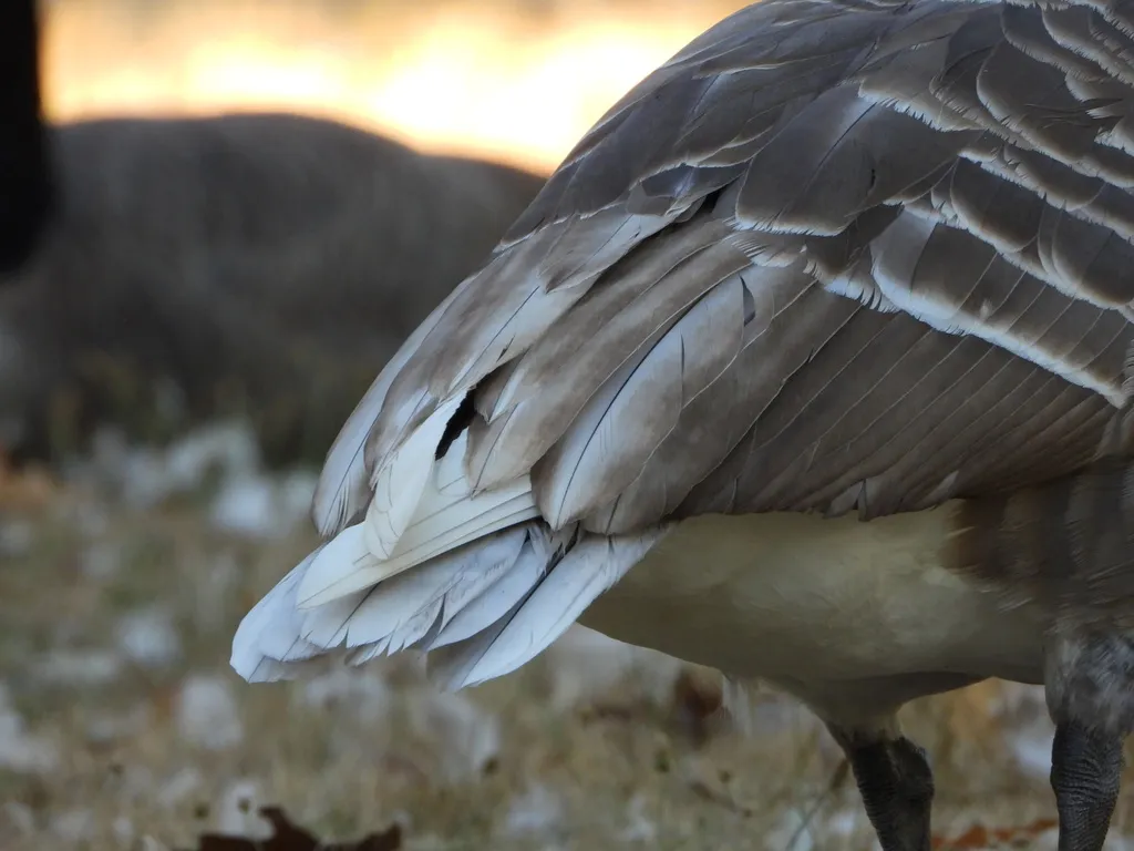 加拿大黑雁(Branta canadensis)