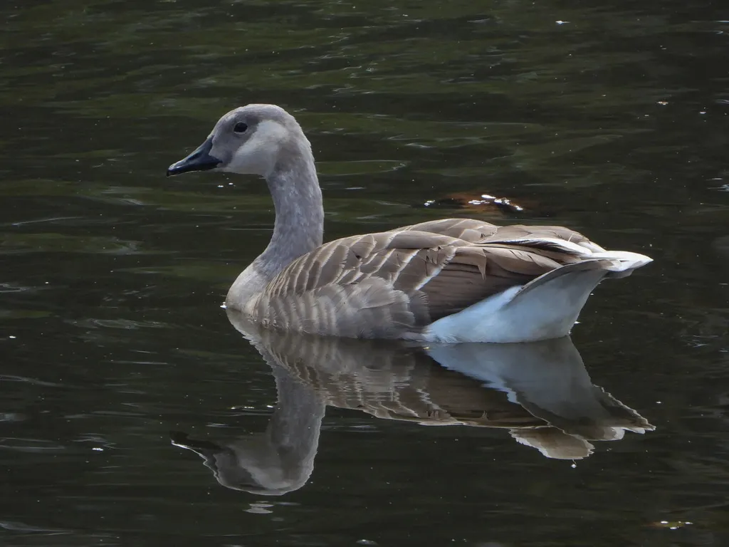 加拿大黑雁(Branta canadensis)