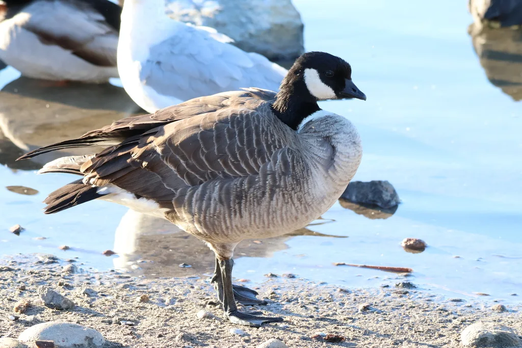 小美洲黑雁(Branta hutchinsii)