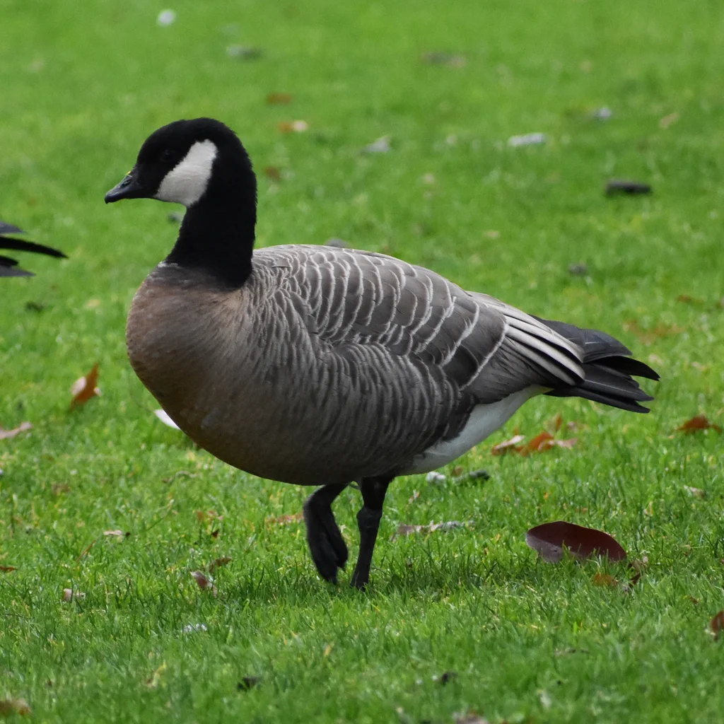 小美洲黑雁(Branta hutchinsii)