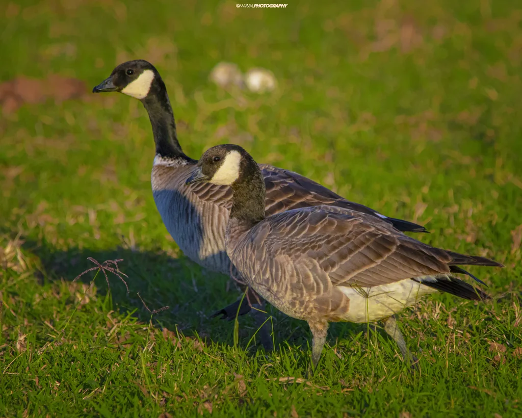 小美洲黑雁(Branta hutchinsii)