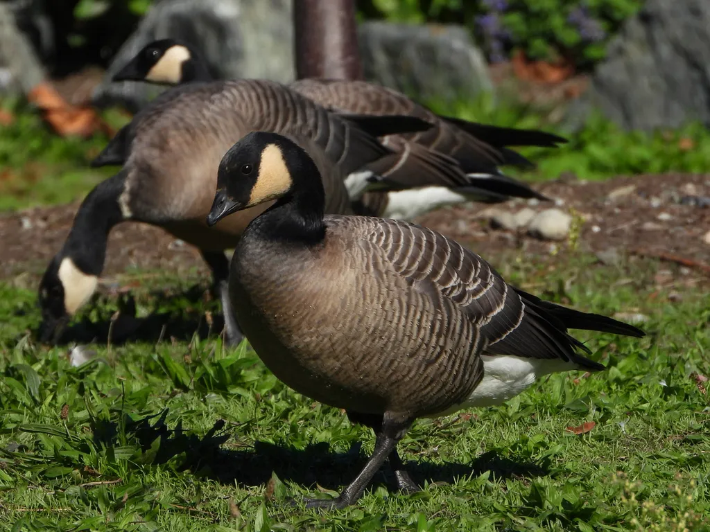 小美洲黑雁(Branta hutchinsii)