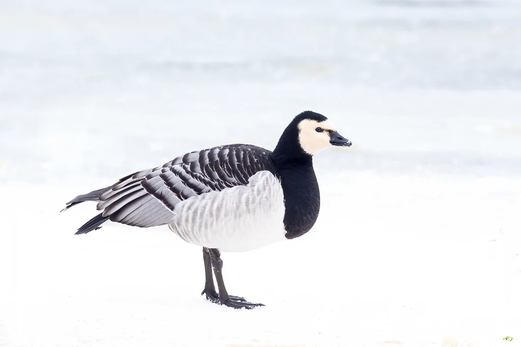 白颊黑雁(Branta leucopsis)