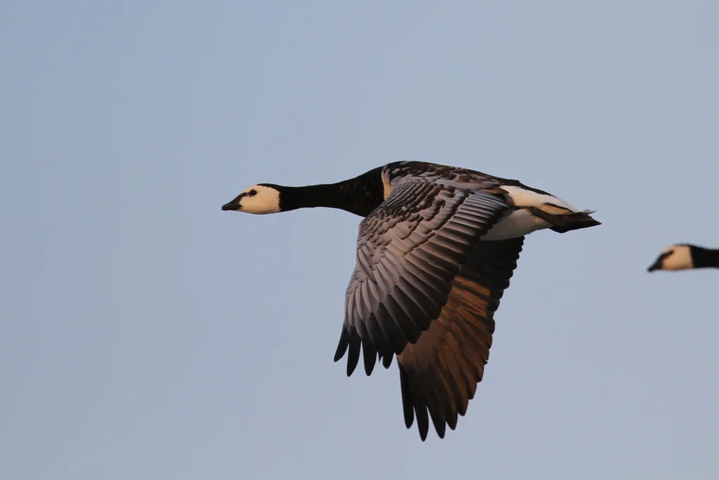 白颊黑雁(Branta leucopsis)