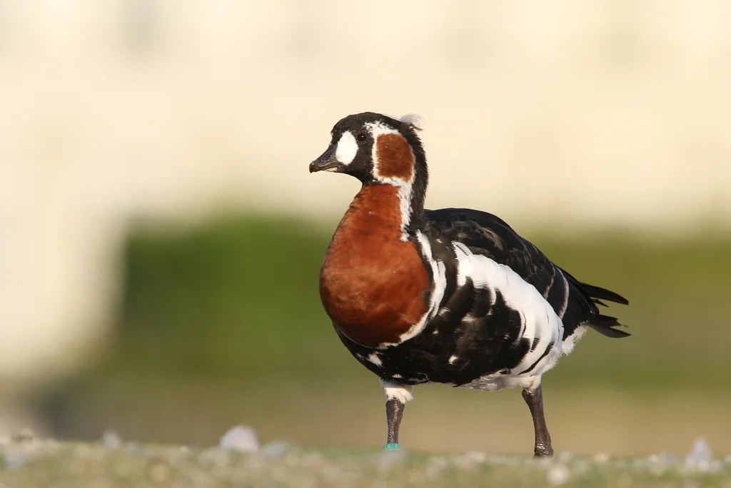 红胸黑雁(Branta ruficollis)